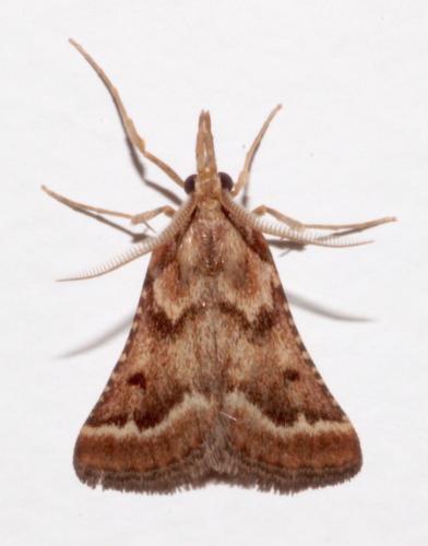 Synaphe sp.